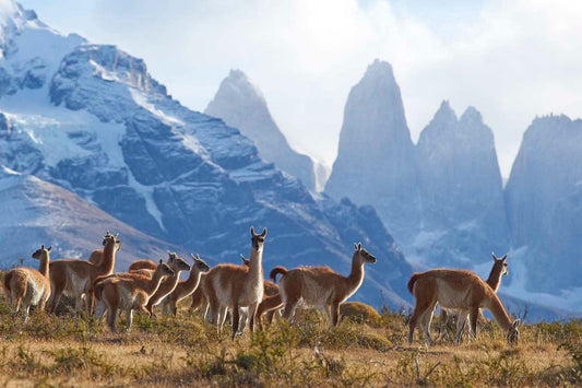 Pintura Torres del Paine V2