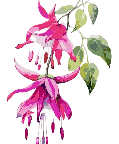 Pintura Flores Fuchsia